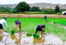 El Niño: Pequeños y medianos agricultores necesitan apoyo del estado para enfrentar impacto del calor extremo