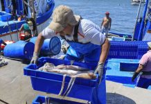 Perú, Chile y Ecuador acuerdan hoja de ruta para la sostenibilidad de la pota