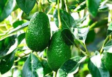 Junín impulsa producción de palta con más de 324,000 plantones