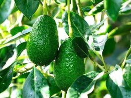 Junín impulsa producción de palta con más de 324,000 plantones