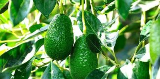 Junín impulsa producción de palta con más de 324,000 plantones