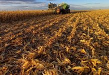 Argentina: lluvias retrasan cosecha de maíz en La Pampa pese a récord