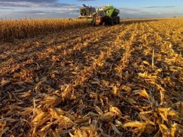 Argentina: lluvias retrasan cosecha de maíz en La Pampa pese a récord