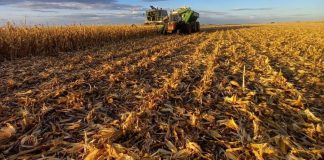 Argentina: lluvias retrasan cosecha de maíz en La Pampa pese a récord