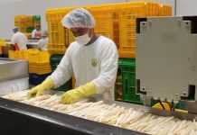 Número de empresas exportadoras creció 3% entre enero y junio del 2026