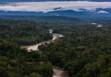 Cusco avanza en la protección de los Bosques del Araza, fuente de agua para el sur del Perú