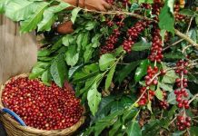 Lambayeque impulsa cafés especiales para abrir nuevos mercados
