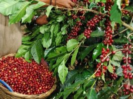 Lambayeque impulsa cafés especiales para abrir nuevos mercados