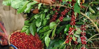 Lambayeque impulsa cafés especiales para abrir nuevos mercados