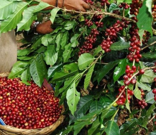Lambayeque impulsa cafés especiales para abrir nuevos mercados