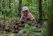 Los bosques de castaña ponen a Perú en la conversación sobre cómo financiar la conservación de la naturaleza en América Latina