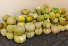 Moquegua exporta 30 toneladas de zapallo a Chile