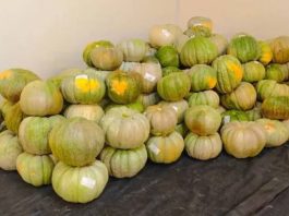 Moquegua exporta 30 toneladas de zapallo a Chile
