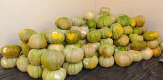 Moquegua exporta 30 toneladas de zapallo a Chile