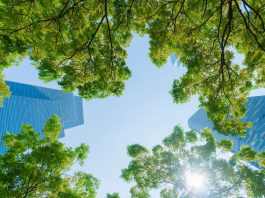 Sostenibilidad: Kimberly-Clark alcanza una reducción del 50% en el uso de fibra proveniente de bosques naturales