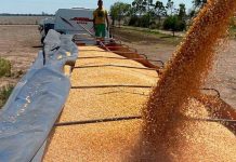 Argentina: liquidación de granos cae 28% en julio