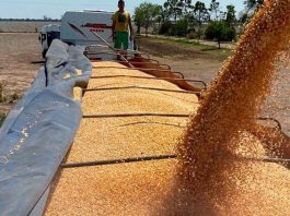 Argentina: liquidación de granos cae 28% en julio
