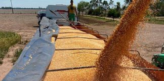 Argentina: liquidación de granos cae 28% en julio