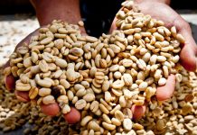 Perú es uno de los principales exportadores de café a nivel mundial