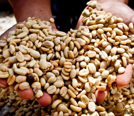 Perú es uno de los principales exportadores de café a nivel mundial