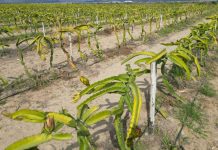¿Cómo funcionan los modelos de inversión agrícola estructurada en Perú?