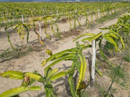 ¿Cómo funcionan los modelos de inversión agrícola estructurada en Perú?