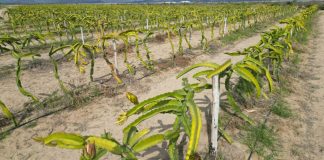 ¿Cómo funcionan los modelos de inversión agrícola estructurada en Perú?