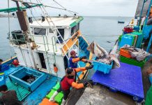 Fenómeno El Niño amenaza la biodiversidad marina y pone en riesgo actividades económicas clave del país