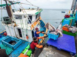 Fenómeno El Niño amenaza la biodiversidad marina y pone en riesgo actividades económicas clave del país