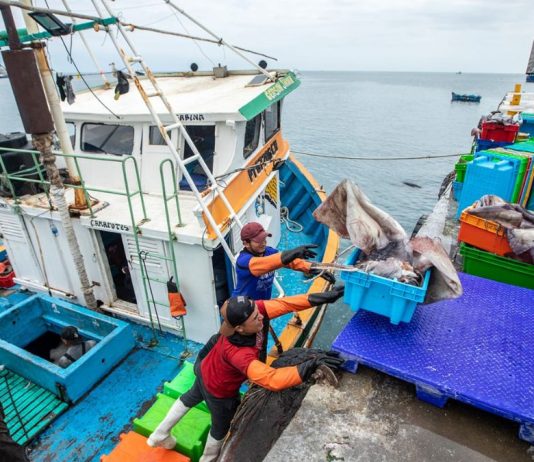 Fenómeno El Niño amenaza la biodiversidad marina y pone en riesgo actividades económicas clave del país