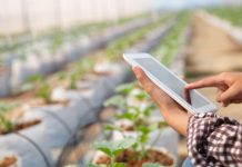 TANIT impulsa agricultura basada en datos para conectar a productores con mercados internacionales