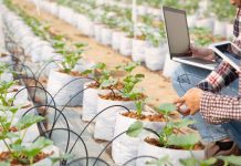 Fenómeno El Niño: la tecnología agrícola para la adaptación al cambio climático es clave para proteger al sector
