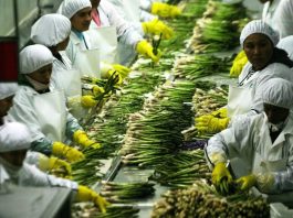 Gobierno evaluará beneficios tributarios de la agroexportación