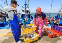 Perú reactiva pesca de pota con cuota adicional de 82.321 toneladas