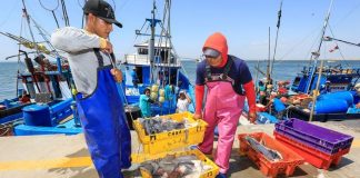 Perú reactiva pesca de pota con cuota adicional de 82.321 toneladas