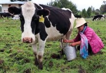 Agalep alerta impacto de una eventual derogatoria de norma sobre la leche