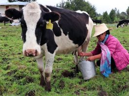 Agalep alerta impacto de una eventual derogatoria de norma sobre la leche