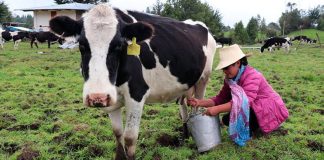 Agalep alerta impacto de una eventual derogatoria de norma sobre la leche
