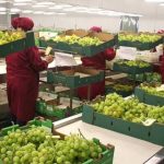 Mincetur busca impulsar exportaciones peruanas de frutas y hortalizas