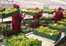 Mincetur busca impulsar exportaciones peruanas de frutas y hortalizas