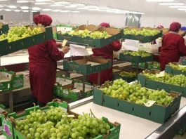Mincetur busca impulsar exportaciones peruanas de frutas y hortalizas