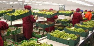 Mincetur busca impulsar exportaciones peruanas de frutas y hortalizas