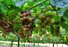 Agroexportaciones peruanas crecieron 3.3% en el primer semestre del 2026
