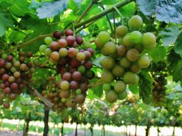 Agroexportaciones peruanas crecieron 3.3% en el primer semestre del 2026