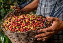 Mincetur fortalece competitividad de cafetaleros de Cajamarca y San Martín