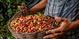 Mincetur fortalece competitividad de cafetaleros de Cajamarca y San Martín