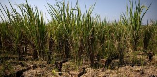 El Niño amenaza con elevar precios de alimentos en Colombia