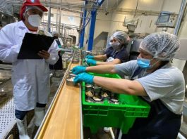 PRODUCE: Emisión de registros sanitarios crece 27.9 % e impulsa la comercialización segura de productos hidrobiológicos