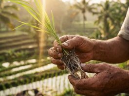 Biofertilización en arroz busca reducir el uso de fertilizantes químicos en Panamá