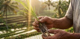 Biofertilización en arroz: Panamá busca reducir hasta 30% el uso de fertilizantes químicos Biofertilización en arroz busca reducir el uso de fertilizantes químicos en Panamá